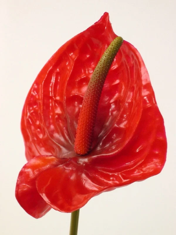 CVIJET ANTHURIUM RED