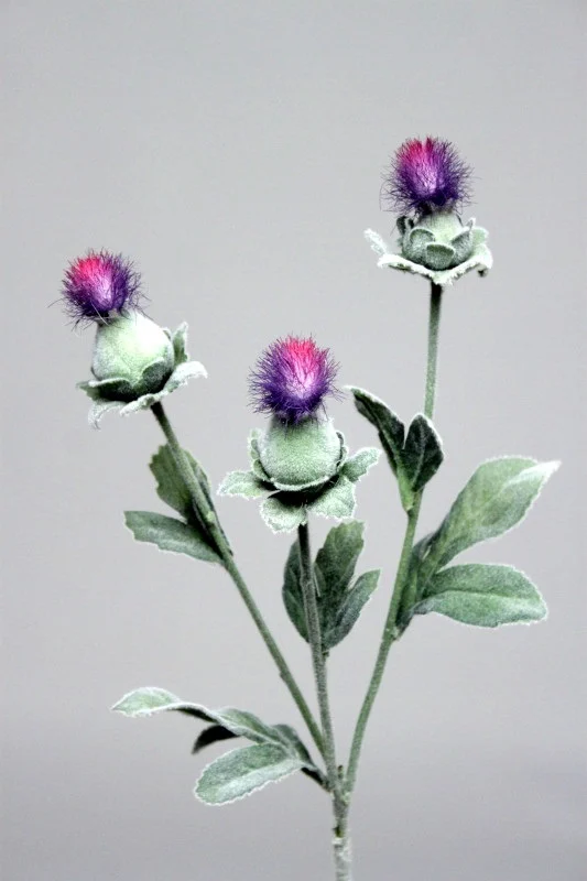 CVIJET CARTHAMUS PURPLE
