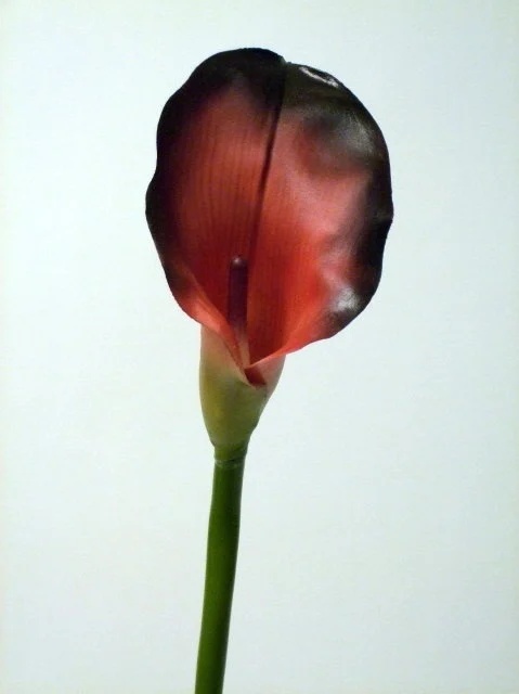 CVIJET KALLA LILY