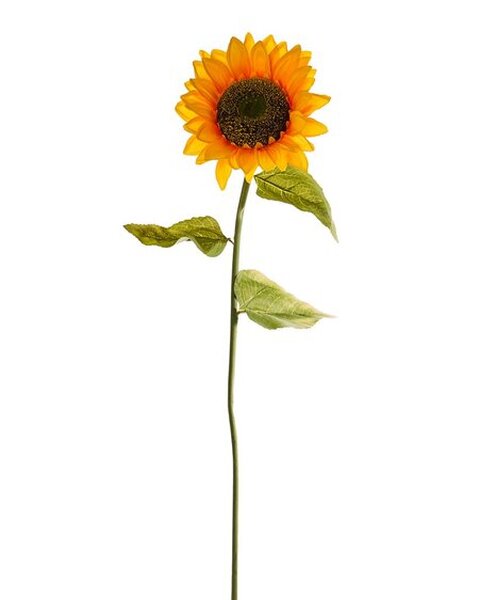 SUNCOKRET 100CM