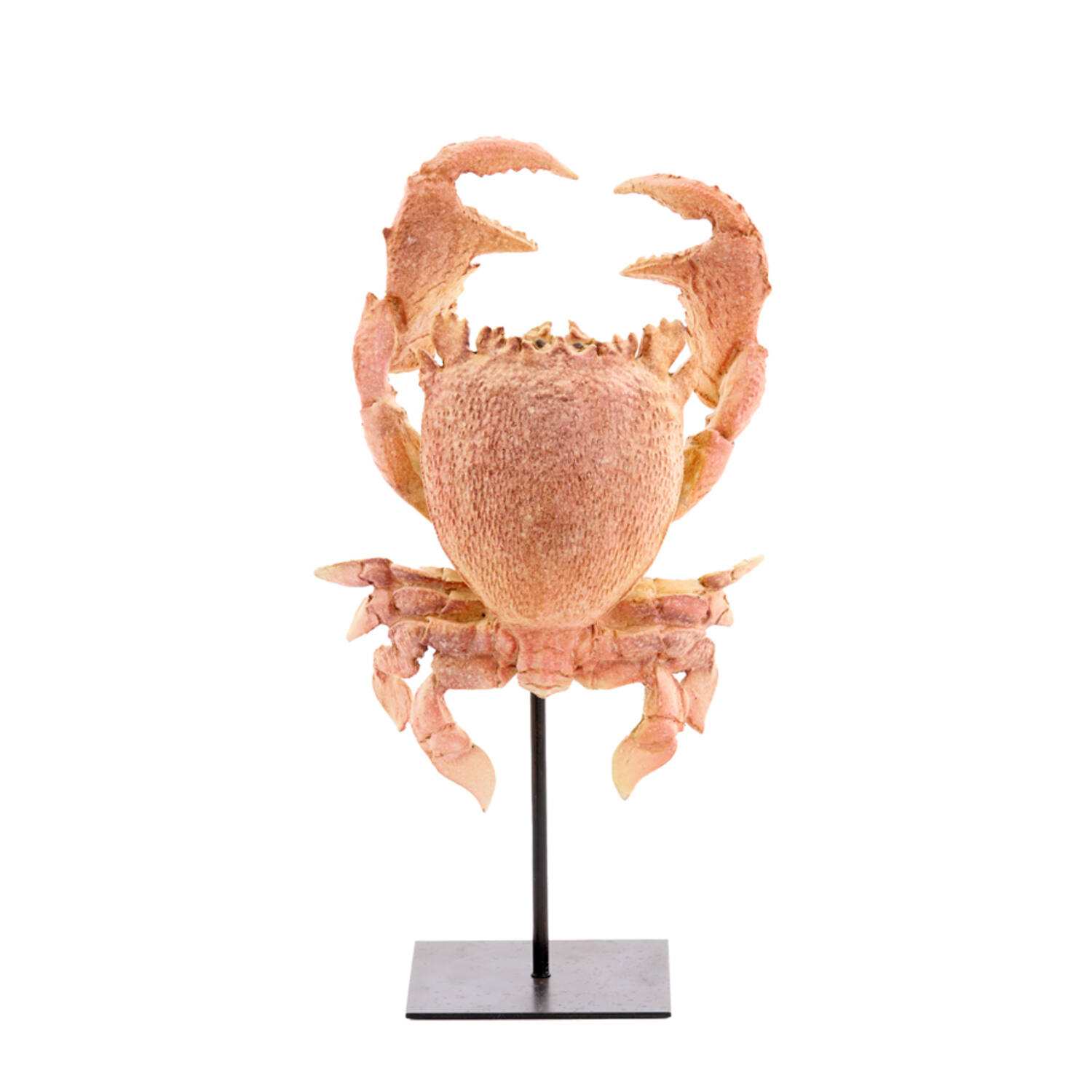Ornament on base 23x12,5x42,5 cm CRAB light coral