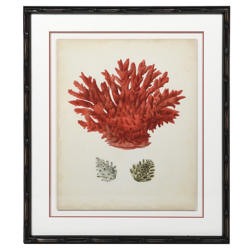 NEWPORT 70x60cm slika Crveni koral
