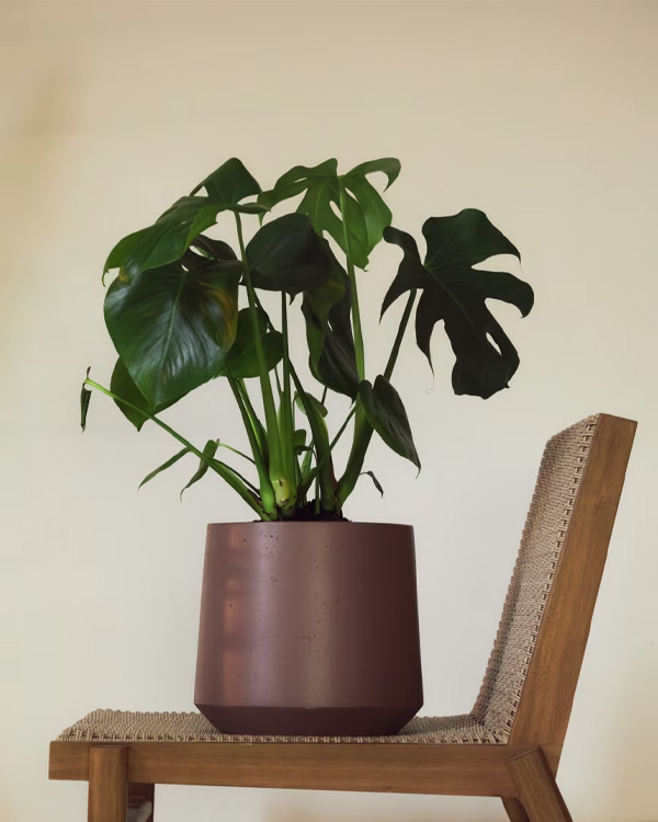 CALUN saksija od bordo cementa, Ø32 cm