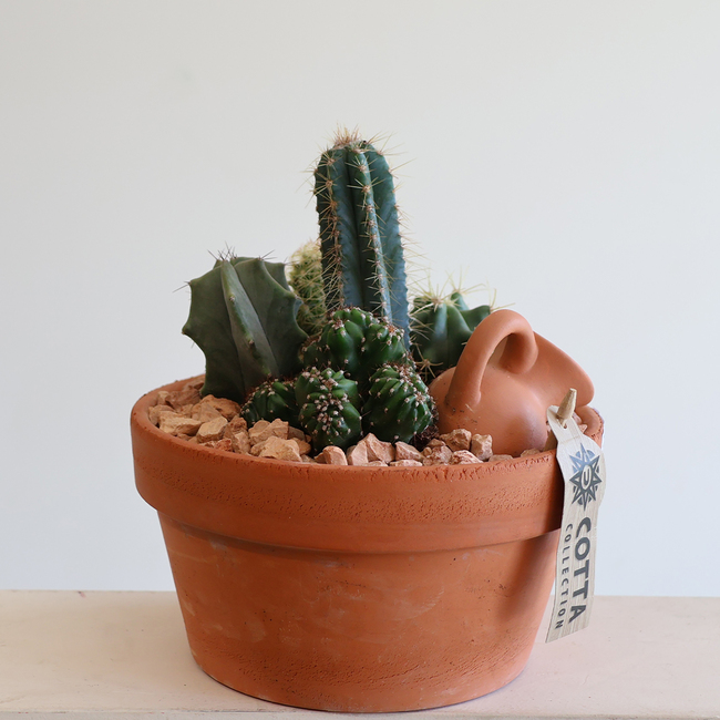 Succulent mix II