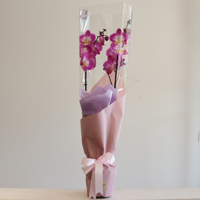 Mix Orchids