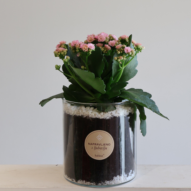 Kalanchoe in a cylinder