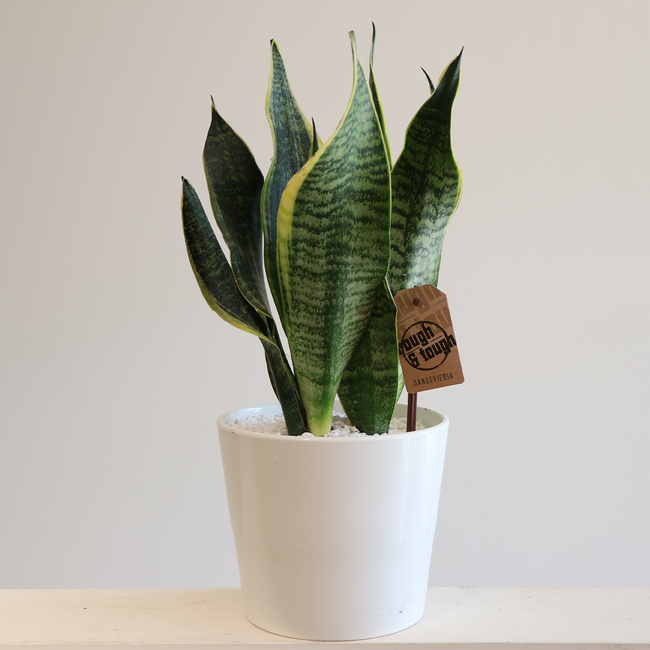 Sansevieria in a pot