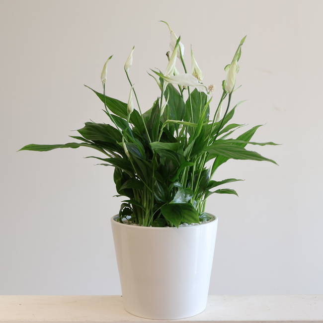 Spathiphyllum in a vase