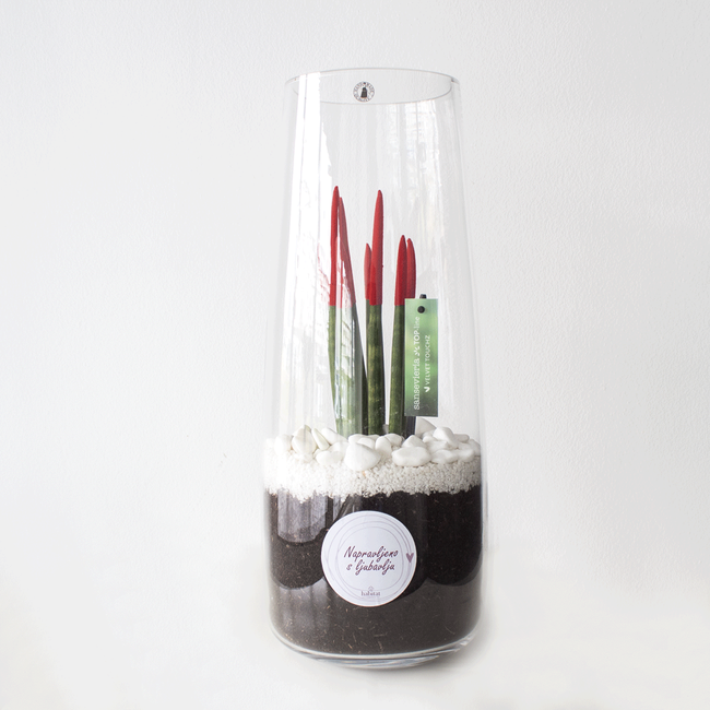 Sansevieria in a glass vase