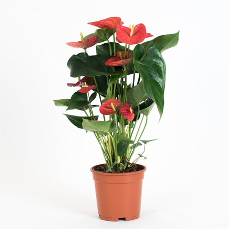 Anthurium