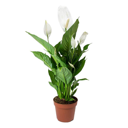 Peace Lily