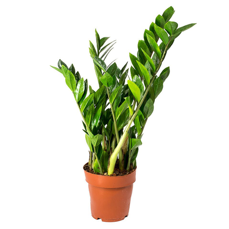 Zamia