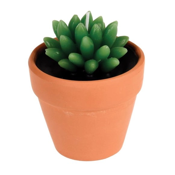 SVIJEĆA REX CACTUS 27169