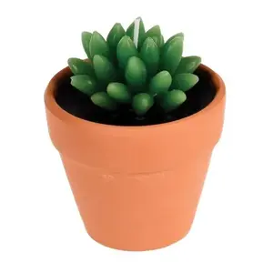 SVIJEĆA REX CACTUS 27169