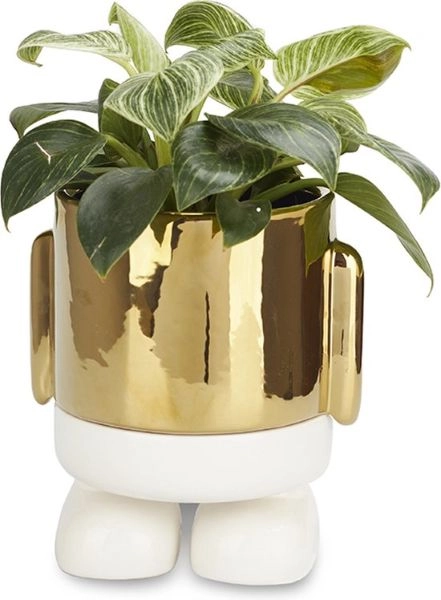 SAKSIJA BALVI MR. STANDY GOLDEN 27687