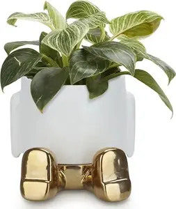SAKSIJA BALVI MR. SITTY GOLDEN 27688