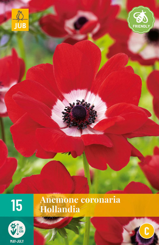 LUKOVICA ANEMONE CORONARIA SYLPHIDE,15KOM