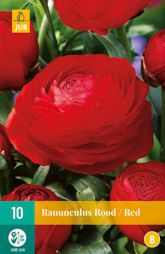 LUKOVICA RANUNCULUS RED VJ,10KOM