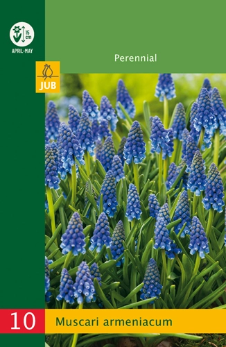 LUKOVICA MUSCARI ARMENIACUM 6/7,10 KOM