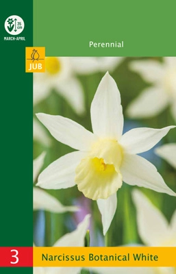 LUKOVICA NARCISSUS BOTANICAL WHITE 10/12,3 KOM