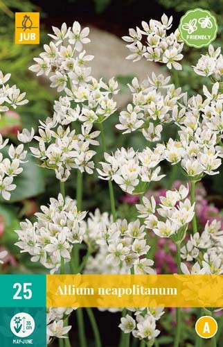 LUKOVICA ALLIUM NEAPOLITANUM 4/+, 25 KOM