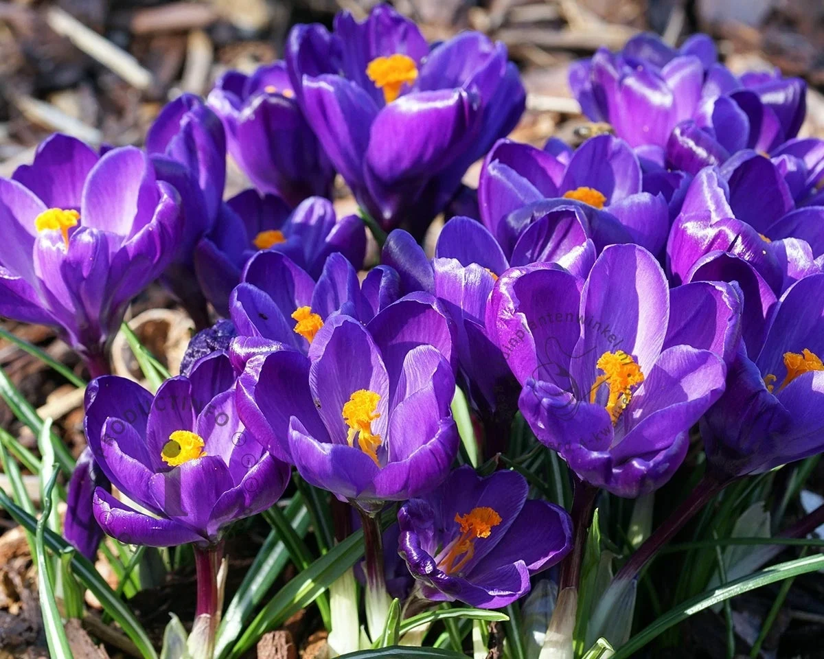 LUKOVICA CROCUSES LARGE FLOWERING BLUE 6/7,8 KOM