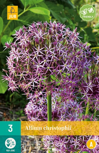 LUKOVICA ALLIUM CHRISTOPHII 12/14, 3 KOM