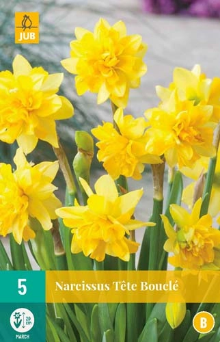 LUKOVICA NARCISSUS TETE-A-TETE 11/12,5 KOM