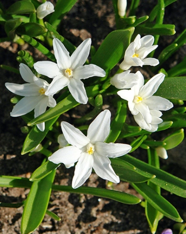 LUKOVICA CHIONDOXA LUCIALE ALBA 5/+,20 KOM