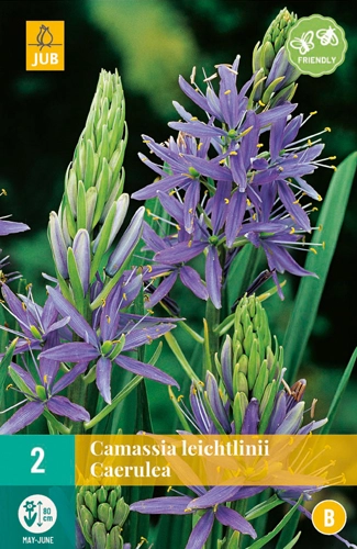 LUKOVICA CAMASSIA CUSICKII 14/+, 2 KOM