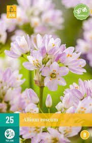 LUKOVICA ALLIUM ROSEUM 4/5, 25 KOM