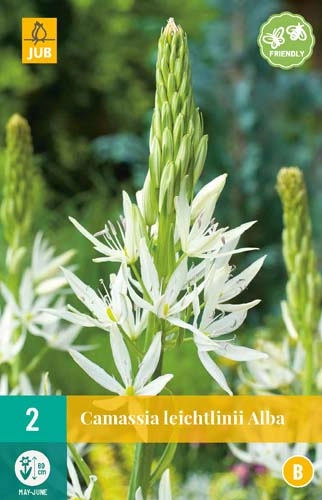 LUKOVICA CAMASSIA LEICHTLINI ALBA 14/+, 2 KOM