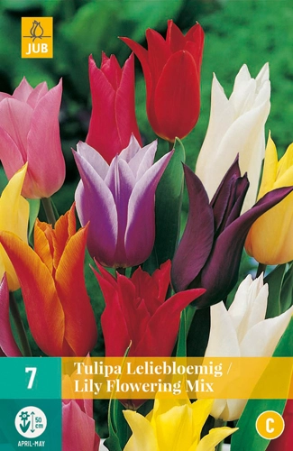 LUKOVICA TULIPS LILY FLOWERING MIX 11/12, 7 KOM