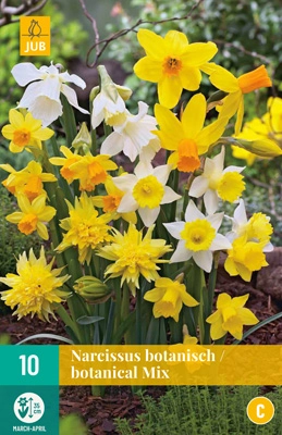 LUKOVICA NARCISSUS BOTANICAL MIX 10/12, 10 KOM