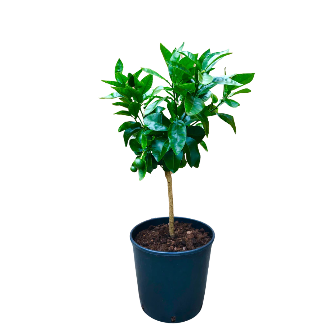 SAD.GRAPEFRUIT MARSH,2 GOD