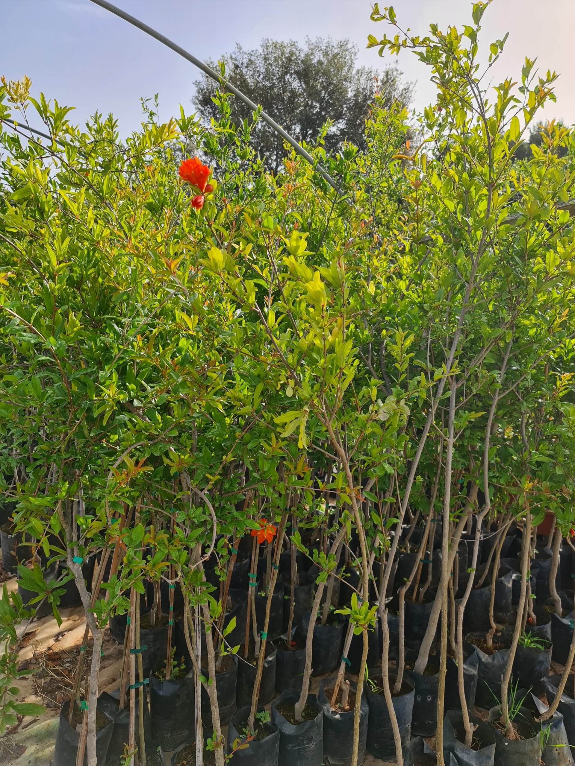 SAD.SIPAK BARSKI SLATKI CLT.3