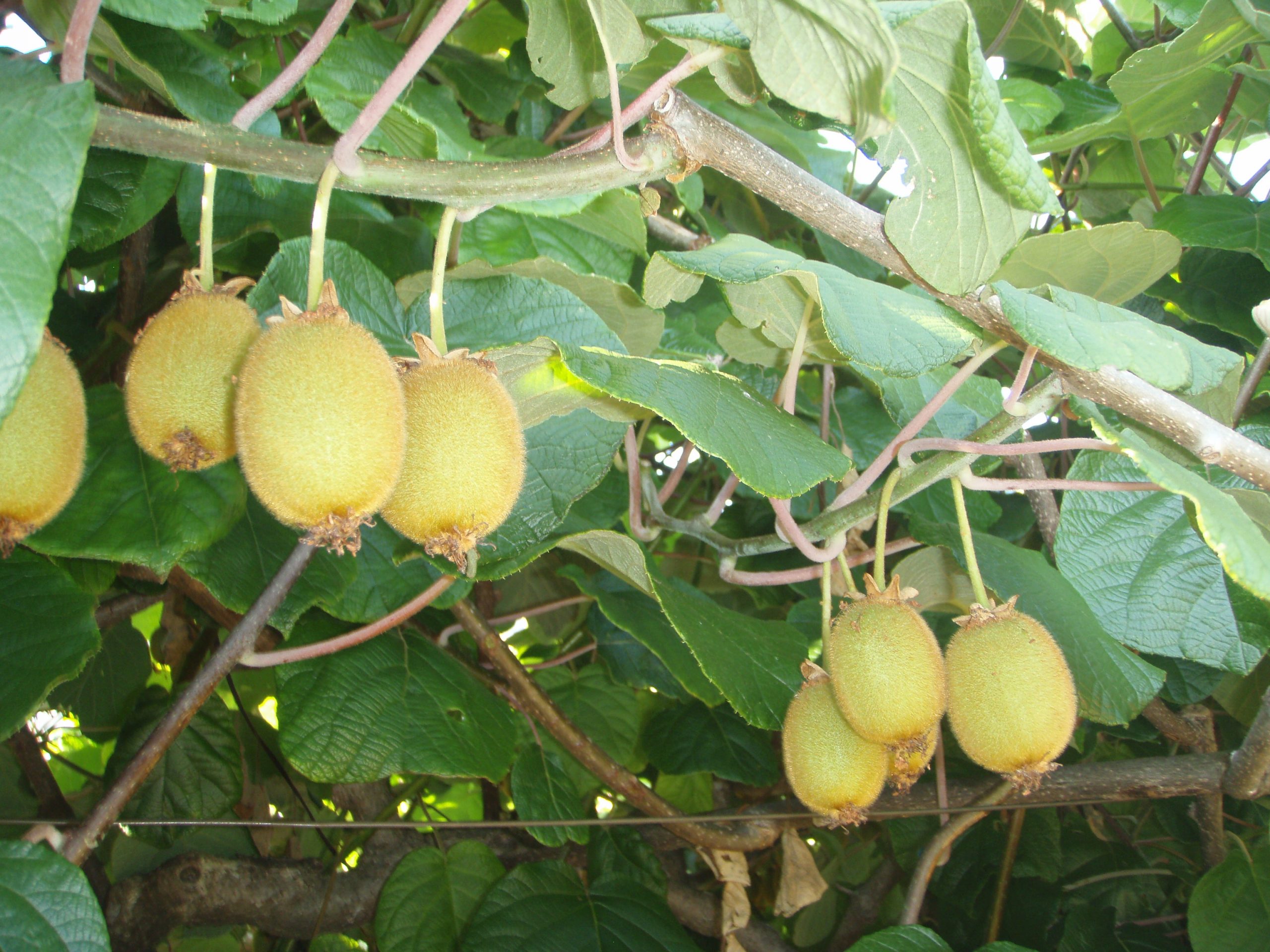 SAD.KIVI MATUA CLT.3