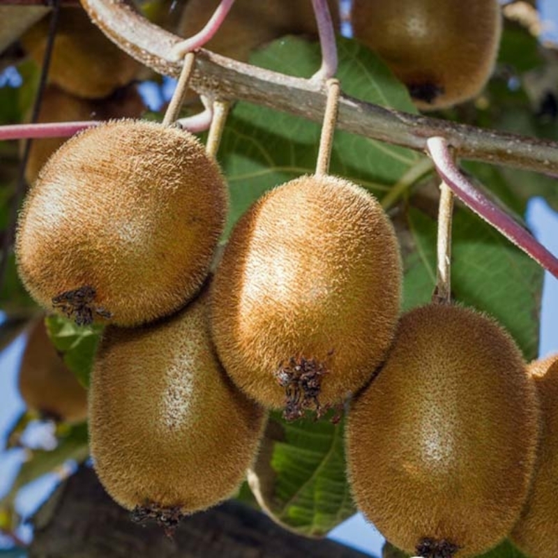 SAD.KIVI HAYVARD CLT.3