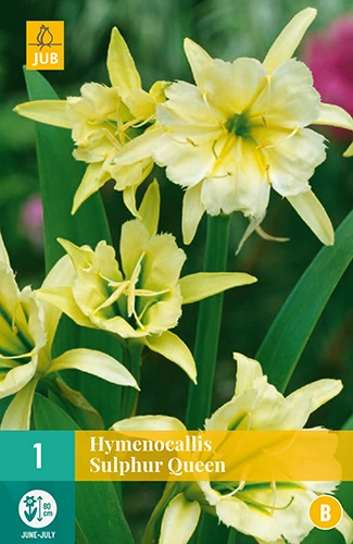 LUKOVICA HYMENOCALLIS SULPHUR QUEEN,1KOM