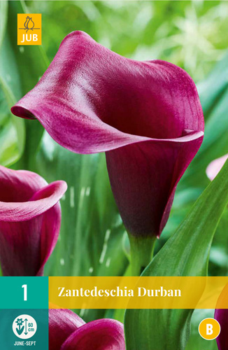 LUKOVICA ZANTEDESCHIA DURBAN 1KOM
