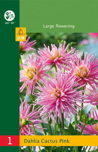 LUKOVICA DAHLIA CACTUS BORDER PINK,1KOM