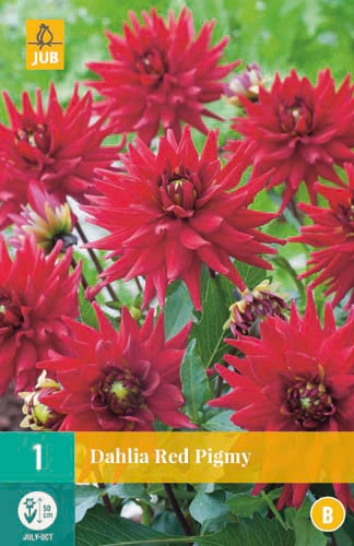 LUKOVICA DAHLIA RED PIGMY