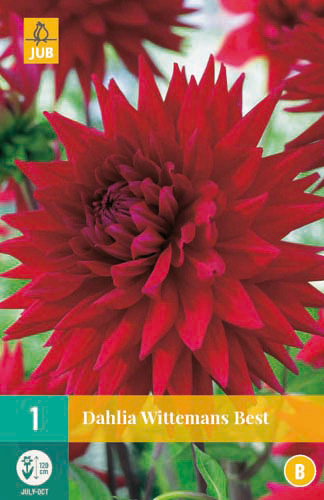LUKOVICA DAHLIA WITTEMANS BEST