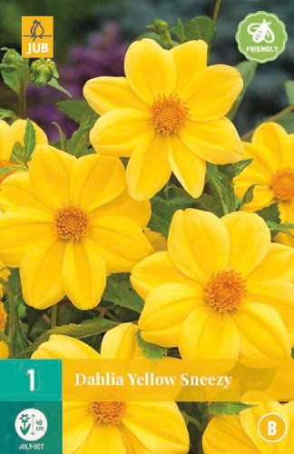 LUKOVICA DAHLIA YELLOW SNEEZY,1KOM