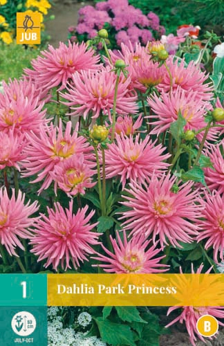 LUKOVICA DAHLIA PARK PRINCESS