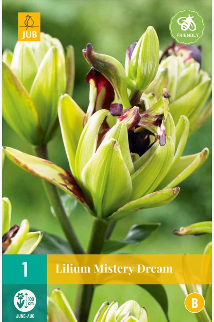 LUKOVICA LILIUM MISTERY DREAM,1KOM