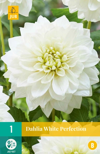 LUKOVICA DAHLIA WHITE PERFECTION