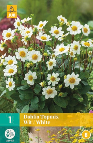 LUKOVICA DAHLIA TOPMIX WHITE,1KOM