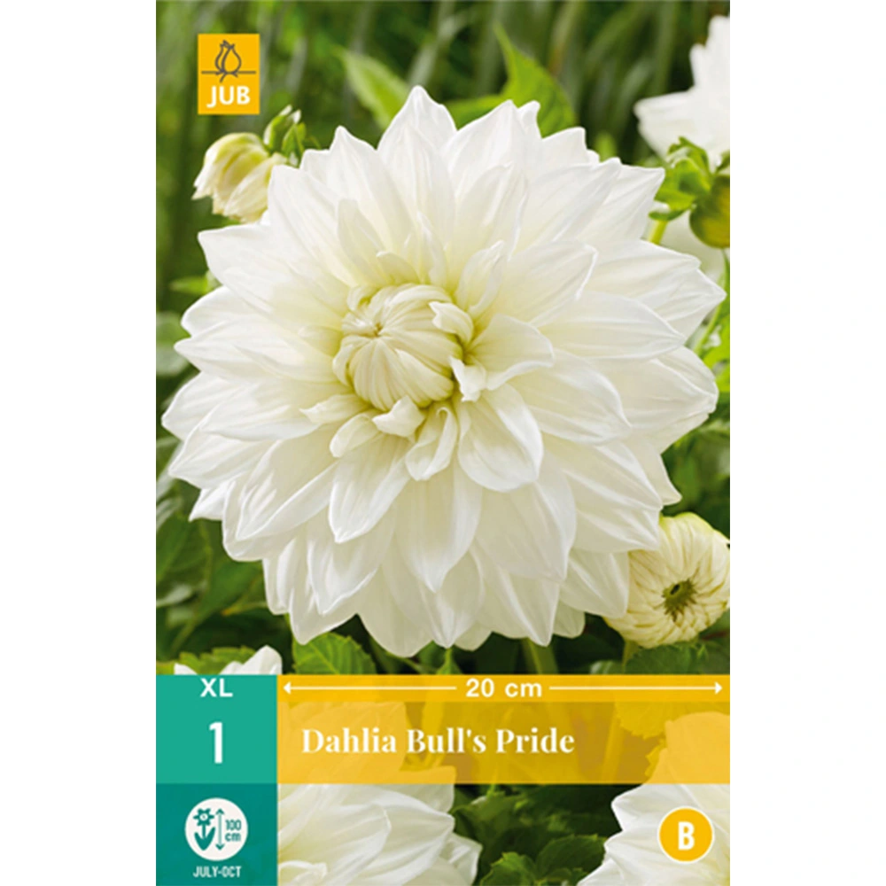 LUKOVICA DAHLIA BULLS PRIDE,1KOM