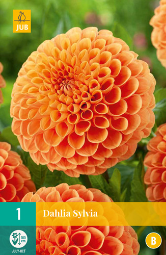 LUKOVICA DAHLIA SYLVIA